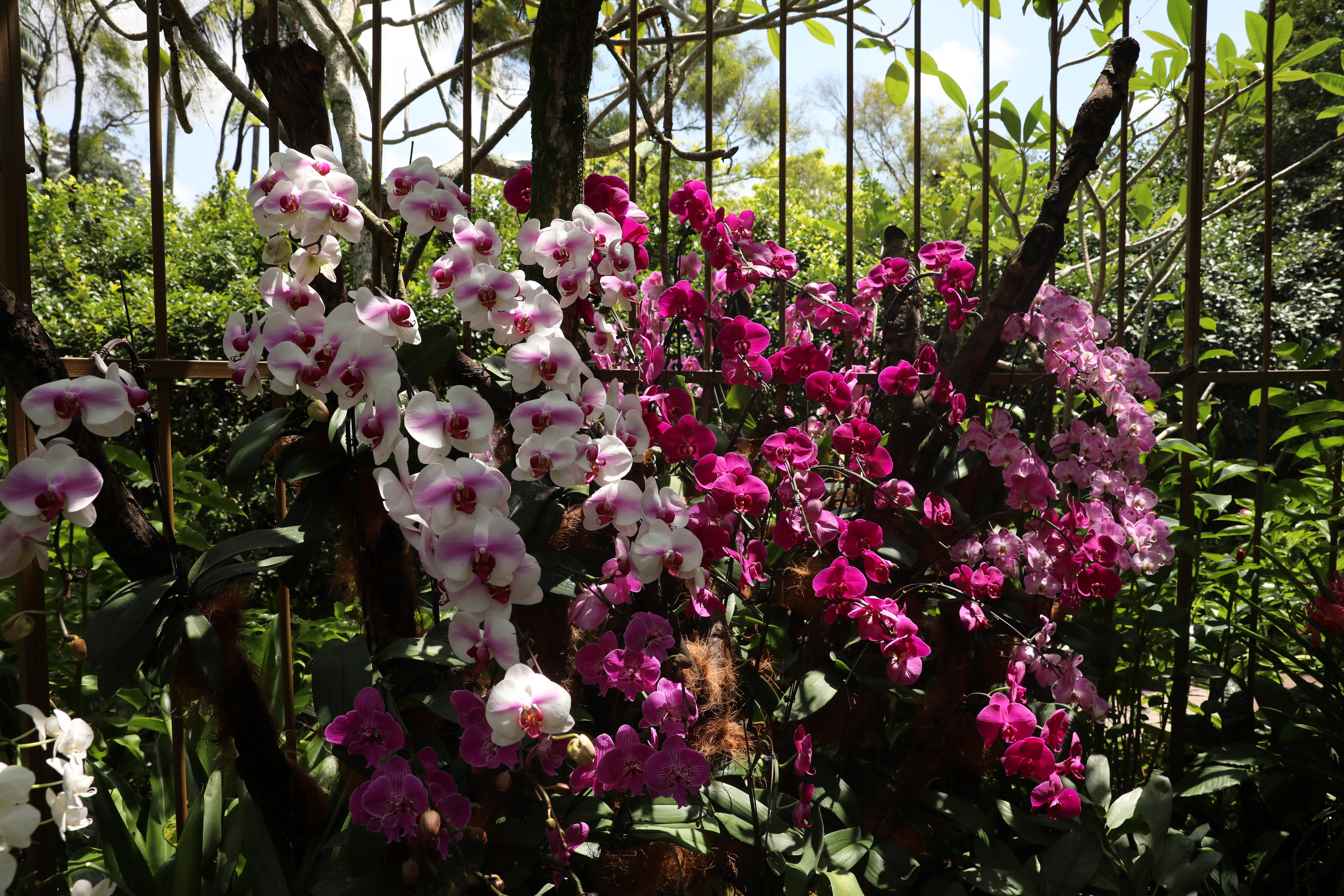 2020 02 03 13 23 50 Canon EOS 5D Mark IV 0011